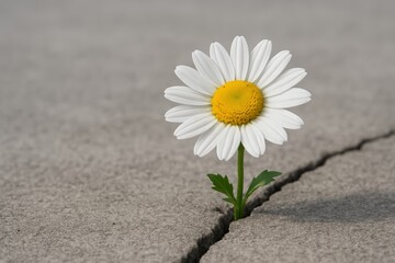 Daisy flower growing through concrete crack showing resilience