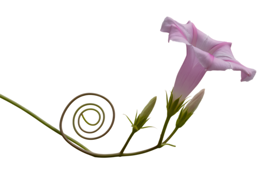 Delicate pink morning glory flower with swirling vine isolated on transparent background