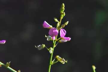 アレチヌスビトハギの花のクローズアップ