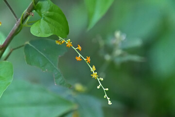 カエデドコロの雄花