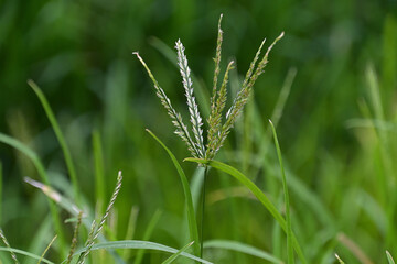 オヒシバの花序