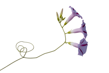 Delicate purple leaf with coiled stem isolated on transparent background