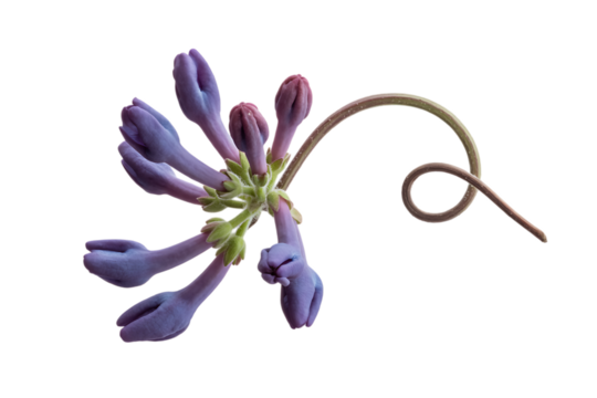 Delicate purple flower buds with a curled stem isolated on transparent background