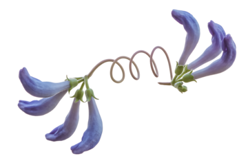 Delicate spiral stem connecting two clusters of purple pea like flowers isolated on transparent background