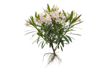 Delicate white cleome flowers with intricate root system isolated on transparent background