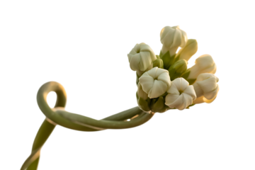 Delicate white flower buds unfurling on a curled green stem isolated on transparent background