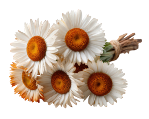 Rustic bundle of dried daisy flower with white petal and orange center. Nostalgic floral bouquet isolated for design element with gentle, natural, peaceful beauty