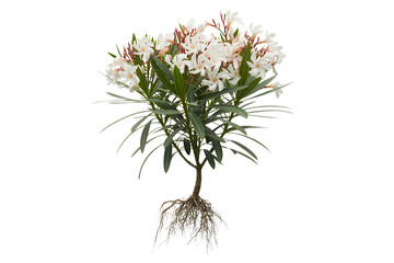 Delicate white wildflower with intricate root system isolated on transparent background