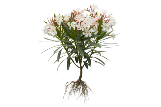 Delicate white wildflower with intricate root system isolated on transparent background