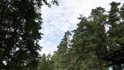 A serene view of tall green trees under a partly cloudy sky. The scene captures the tranquility of nature in a forested area