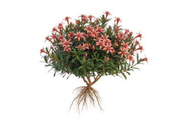 Detailed illustration of a blooming pink lily plant with visible roots isolated on transparent background