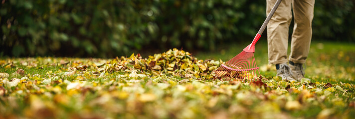 Raking fallen leaves from lawn in autumn garden. Panoramic view at gardener with rake. Gardening equipment and tool