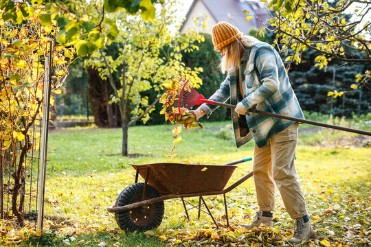 Woman raking leaves in autumn garden. Gardener putting fallen leaves into wheelbarrow for organic compost. Biodegradable gardening waste