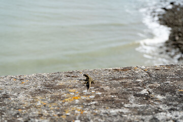 Lézard sur un mur face à l’océan au Port des Minimes, La Rochelle