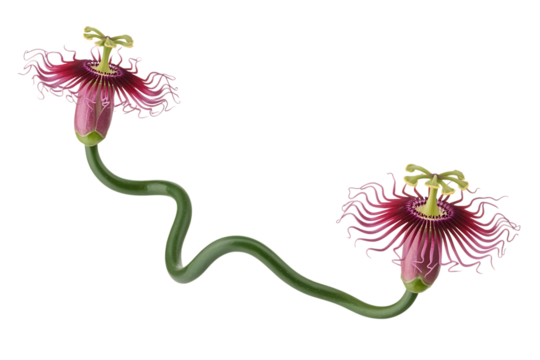 Two delicate pink passion flowers with curly green stems isolated on transparent background