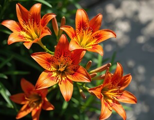 Orange tiger lilies bloom with spotted petals, yellow centers. Green leaves, stems surround vibrant flowers in natural light, suggesting summer garden scene. Beautiful blossoms show natural texture,