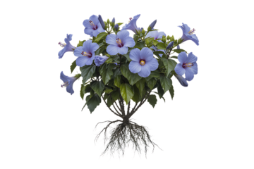 Vibrant blue flowers with lush green leaves and visible roots isolated on transparent background