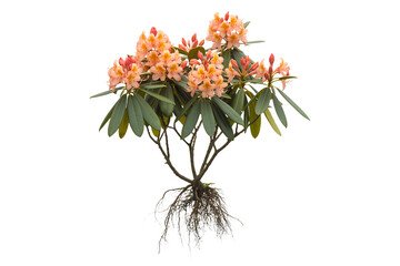 Obraz premium Vibrant orange rhododendron bush with visible root system isolated on transparent background