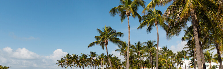 Obraz premium Vibrant Miami street with palm trees