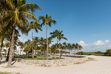 Vibrant Miami beach with green palm trees