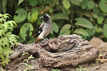 Birds 