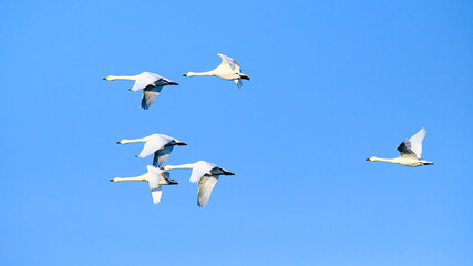空を飛ぶ白鳥の群れ