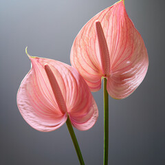 Dúo de Anturios en Silencio . Elegancia Botánica, Dos flores de anturio rosado se elevan con gracia sobre un fondo gris neutro © Nic Aktion Portfolio