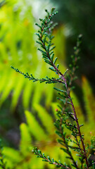 Vue rapprochée de fougères sauvages, en automne