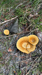Three mushrooms growing on forest floor. One is small and round, while two larger ones are flat and orange. Surrounding grass and leaves are visible
