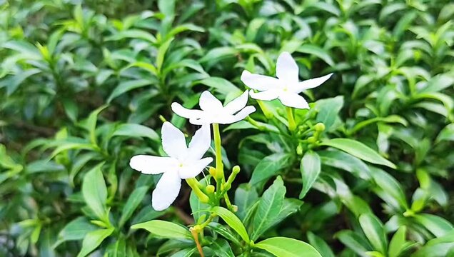 Wari flower, Nyuh Nyuh flower, or Manila flower. This plant is an evergreen shrub often found in tropical gardens
