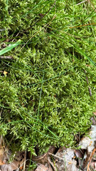 A close-up view of lush green moss covering the ground. The moss features small, delicate leaves and is surrounded by twigs and stones