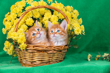 Two cute ginger and white kittens are sitting in a basket with yellow chrysanthemum flowers