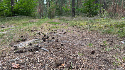 Forest ground covered with pine cones and scattered twigs. Lush green trees in the background. Natural woodland environment