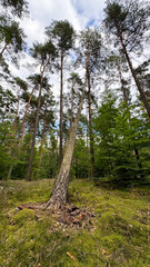A tall, leaning tree in a lush green forest. Surrounding trees are straight and tall, with a mix of coniferous and deciduous foliage. The sky is partly cloudy