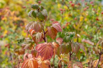 Rubus idaeus (raspberry,  red raspberry or occasionally European red raspberry to distinguish it...