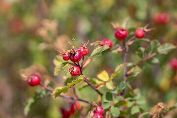 Fototapeta premium Rosa woodsii is a species of wild rose. Woods' rose, interior rose, common wild rose. U.S. Route 14 or U.S. Highway 14 (US 14). Yellowstone National Park, Wyoming