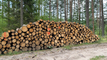 Fototapeta premium A large stack of cut logs is arranged neatly beside a dirt path in a forest. Tall trees surround the area, showcasing a lush green environment
