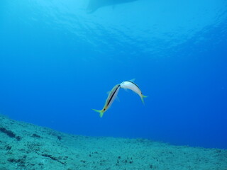 lessepsian mullets are chasing each other underwater Mullus barbatus