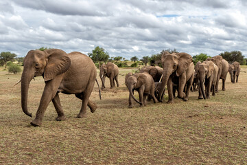 Fototapeta premium Elephant herd hanging around in a Game Reserve in the Tuli Block in Botswana.