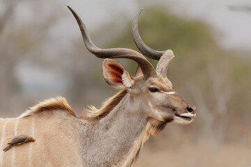 Portrait of a male Greater Kudu (Tragelaphus strepsiceros) in Kruger National Park in South Africa