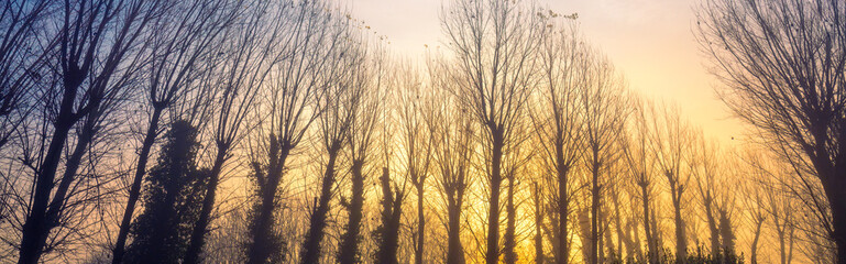 Silhouettes of bare trees on an early foggy autumn morning. Horizontal banner