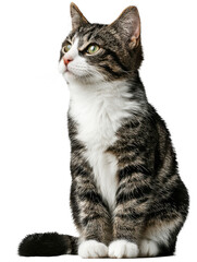Full-body domestic short hair cat sitting upright, tail curled neatly, attentive eyes, isolated on transparent background, calm posture, realistic fur texture, natural lighting,