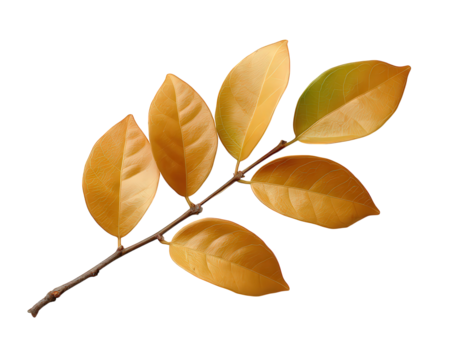 Serene dry yellow leaf on branch perfect for autumn seasonal decor. beautiful natural clipart element isolated on background for feeling of calm nostalgia