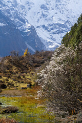 White blossoms bloom against snowy mountain backdrop