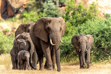 Fototapeta premium Elephant herd hanging around in a Game Reserve in the Tuli Block in Botswana.