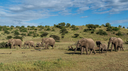Fototapeta premium Elephant herd hanging around in a Game Reserve in the Tuli Block in Botswana.