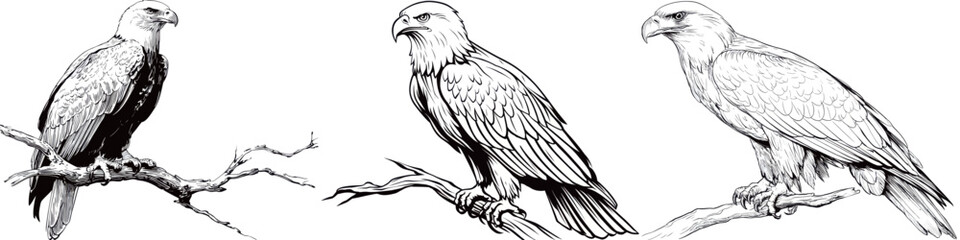 Fototapeta premium Three eagles are resting on tree branches, showcasing their striking features and powerful presence.