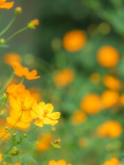 秋の公園や花壇を彩るコスモス（キバナコスモス）のある風景。初秋の美しいオレンジ色の花の様子。背景。自然風景素材。たて長構図。