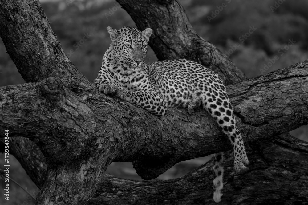 Wall mural leopard resting in black and white in sabi sands game reserve in the greater kruger region in south 