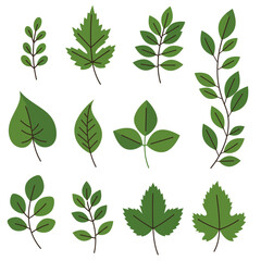 Collection of various green leaves and branches artistic elements for nature themed designs isolated on white background